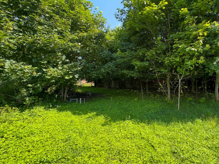 Großes Grundstück mit Altbestand im Grünen